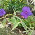 Tibouchina d’Urville