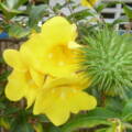 Allamanda liane de lait