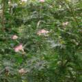 Calliandra