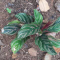 Calathea ornata