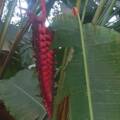 Calathea crotalifera